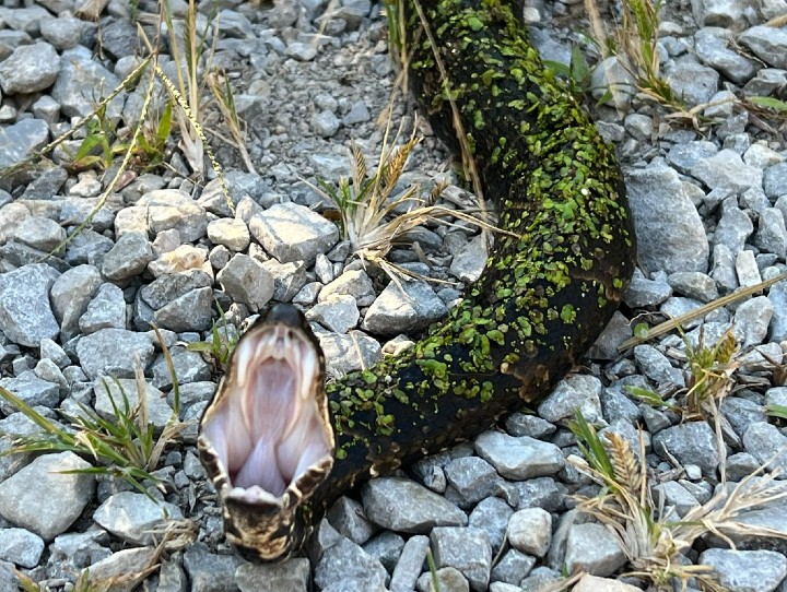 Cottonmouth